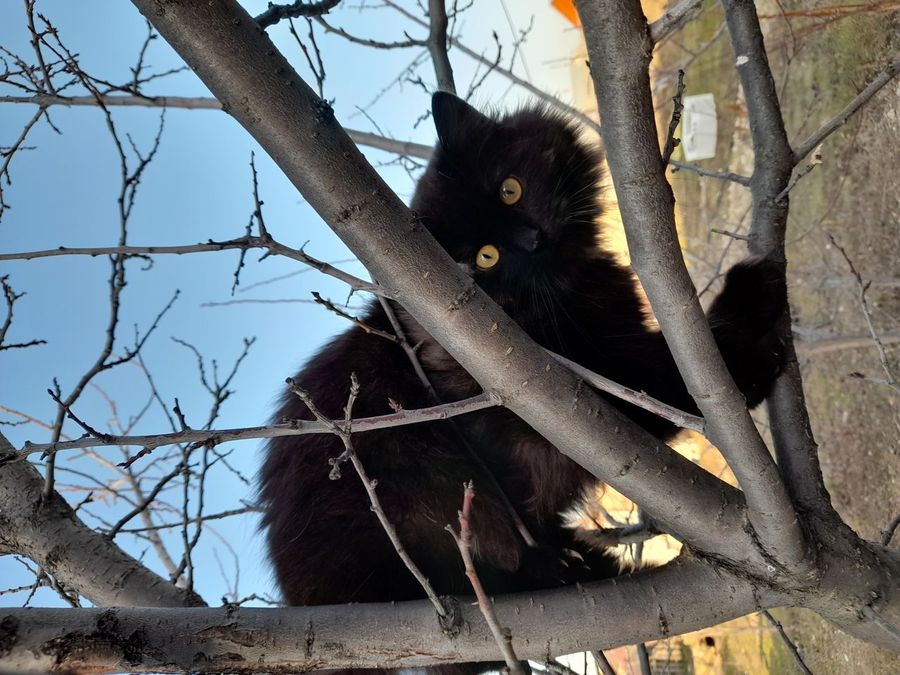 Клиент Матроскин