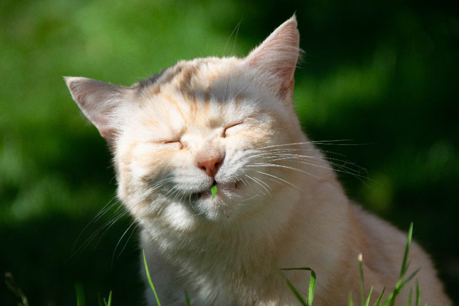 Клиент Кекс