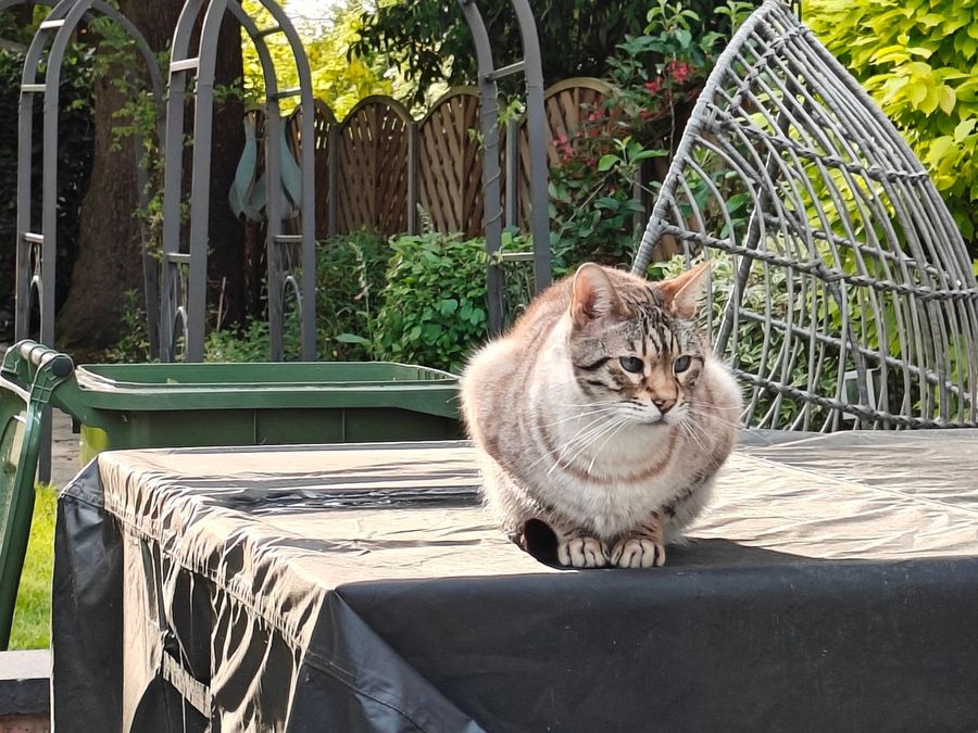 Клиент Симба