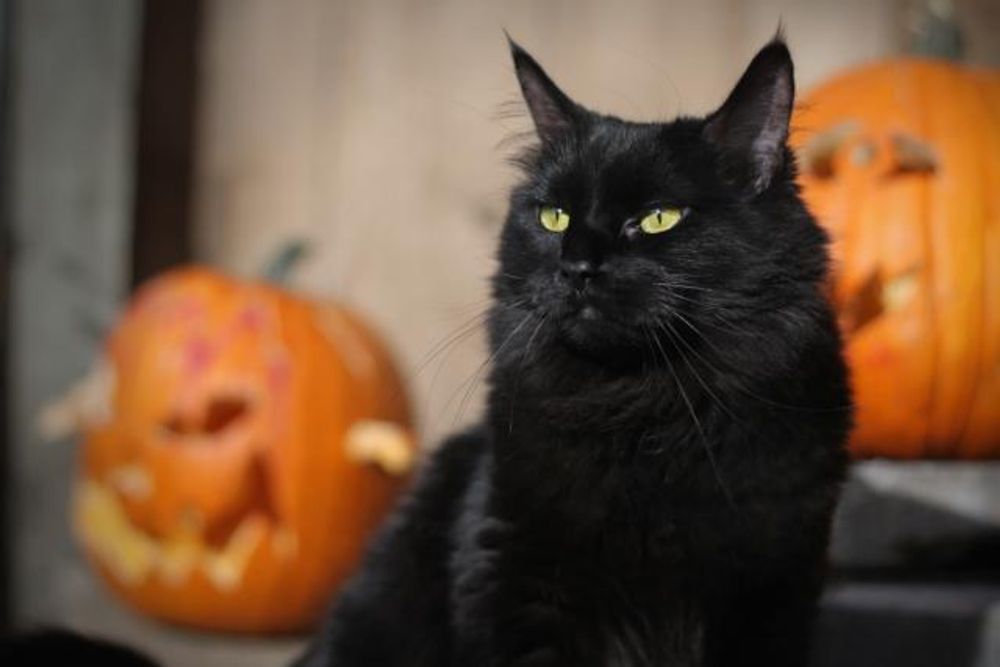 Кот-основатель КотоКлауд